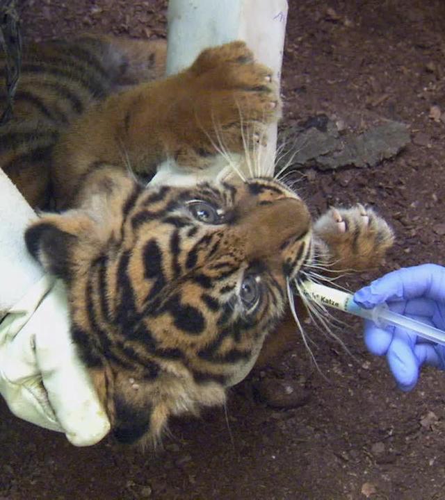 Wo ist Tigerbaby Berani?