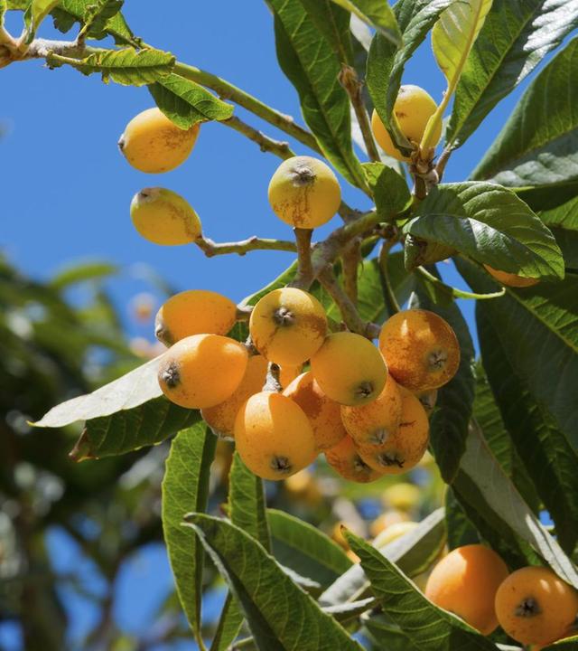 Wollmispel, Pflanzenfossilien, Weihnachtsstern