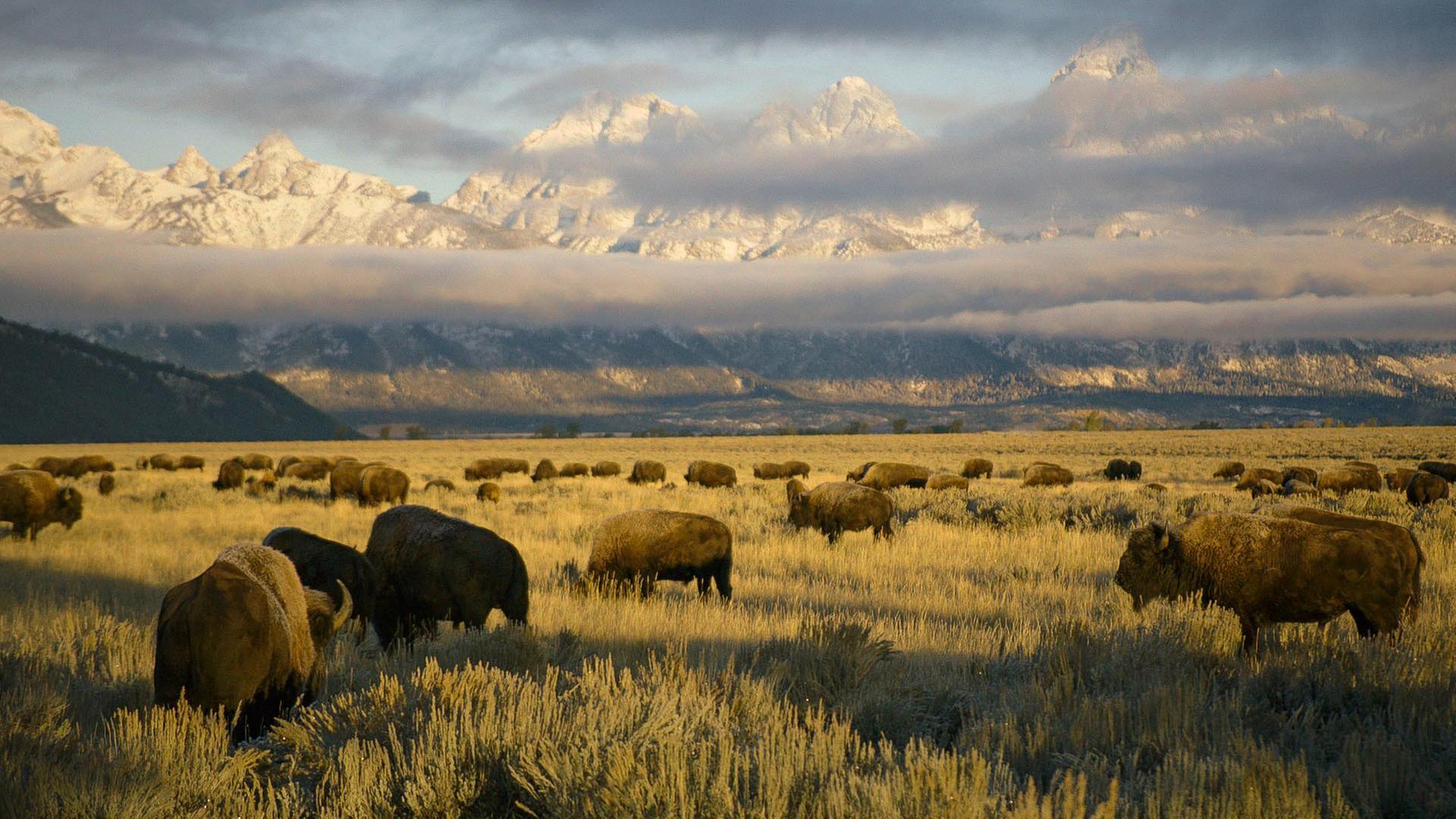 Yellowstone