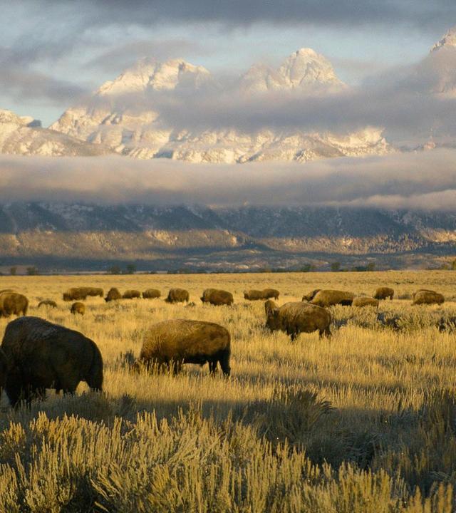Yellowstone