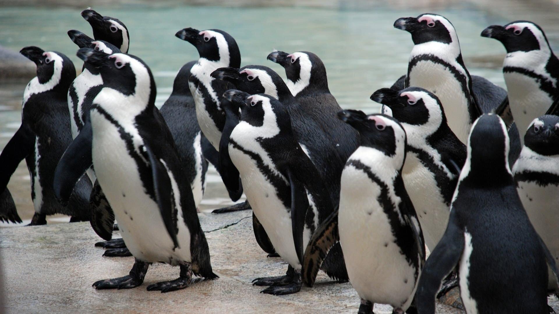 Zeigt her eure Schnäbel!