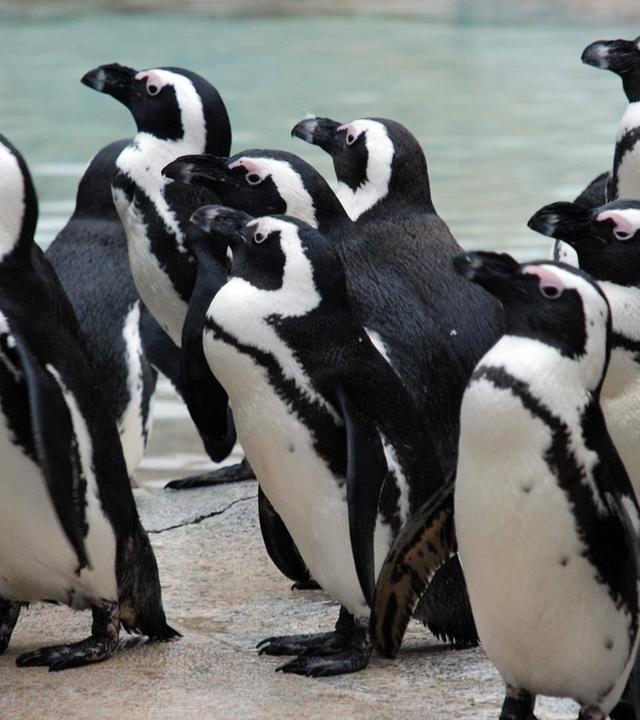 Zeigt her eure Schnäbel!