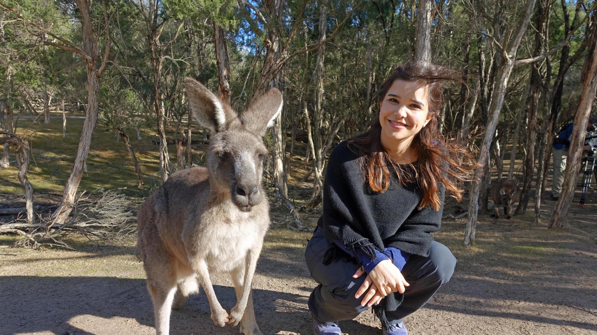 Boxen mit dem Känguru