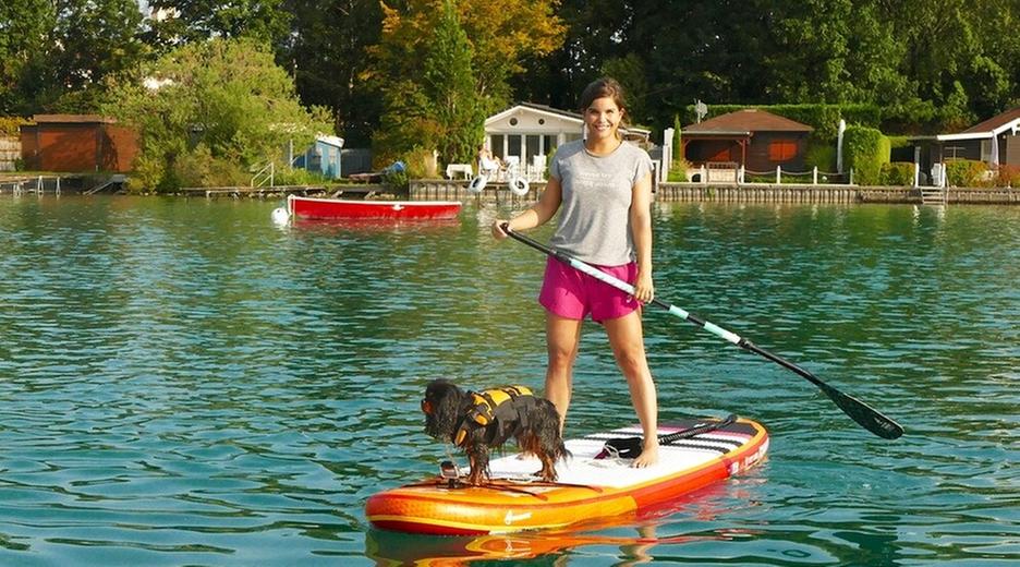 Cavalier King Charles Spaniel