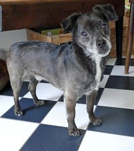 Das Hunde-Einmaleins