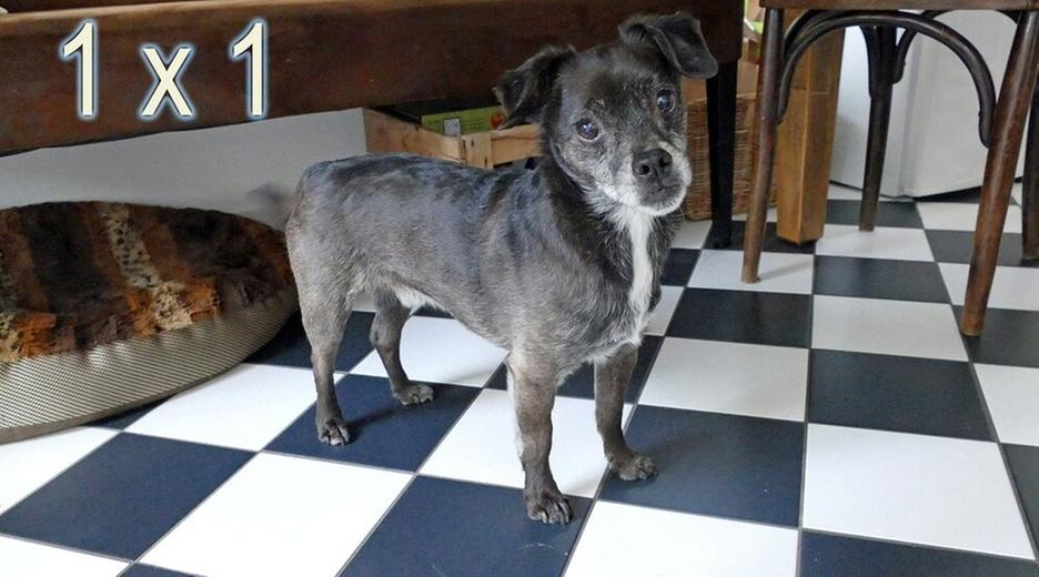 Das Hunde-Einmaleins