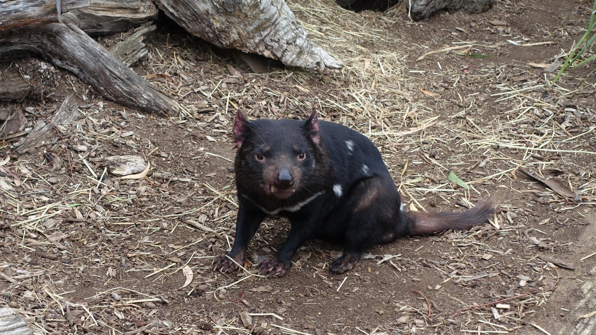Der Teufel mit den roten Ohren