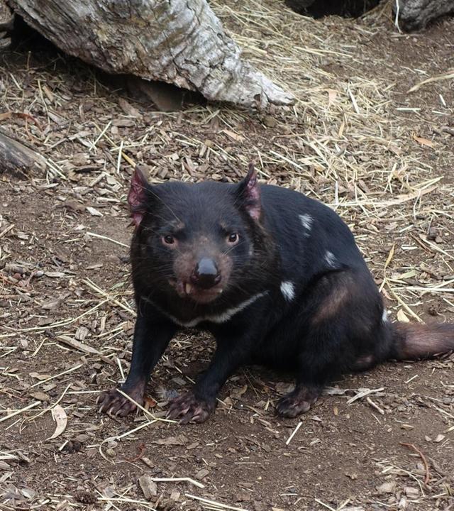 Der Teufel mit den roten Ohren
