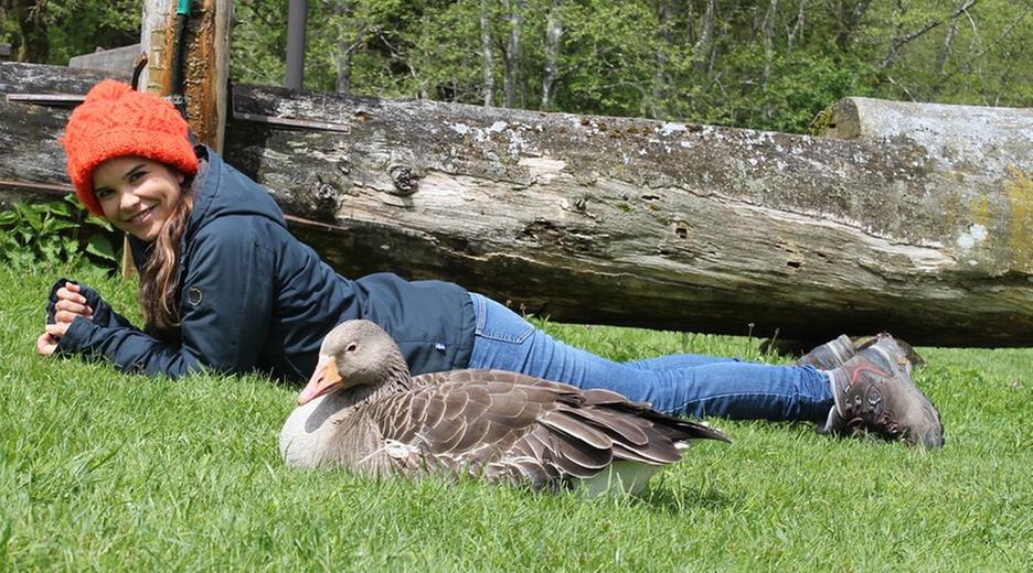 Die Graugans und ihre Gössel