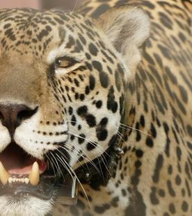 Die Raubkatzen von Brasilien