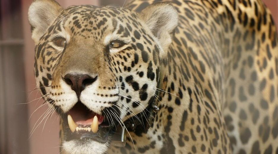 Die Raubkatzen von Brasilien