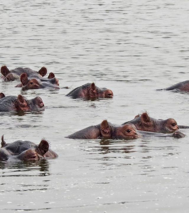 Ein Fluss voller Flusspferde