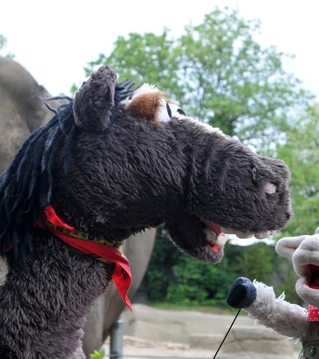 Ein Haustier auf Probe