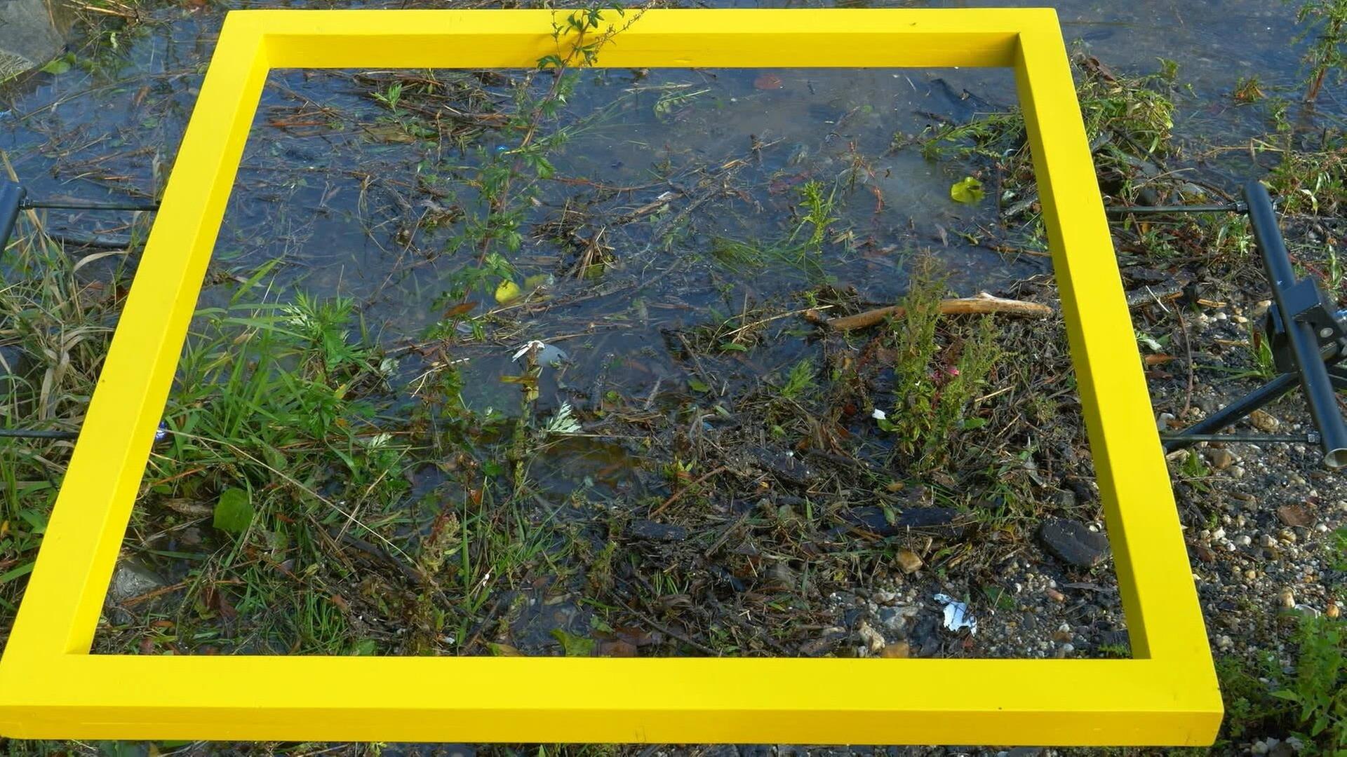 Ein Quadratmeter Natur: Rheinufer