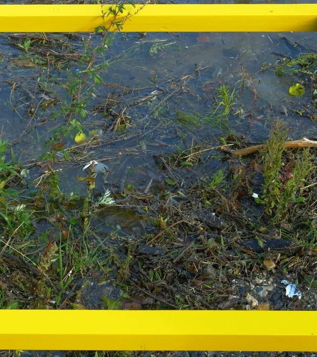 Ein Quadratmeter Natur: Rheinufer