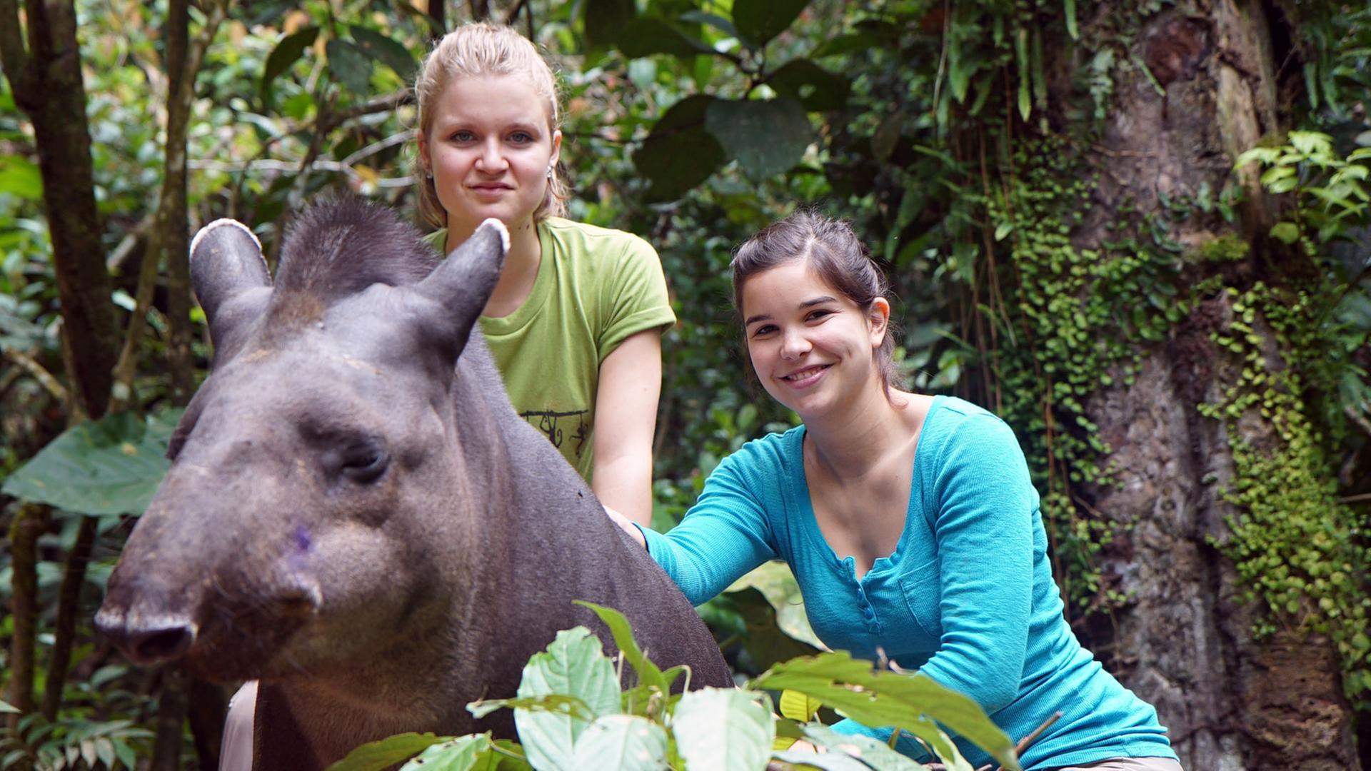 Ein Tapir geht baden