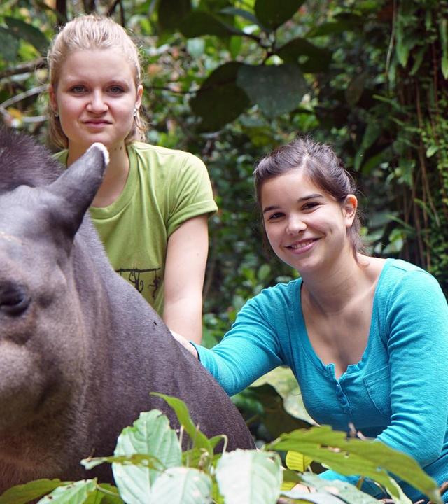 Ein Tapir geht baden
