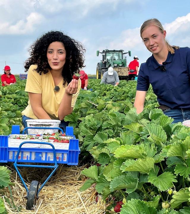 Erdbeerernte - Harte Arbeit auf dem Feld