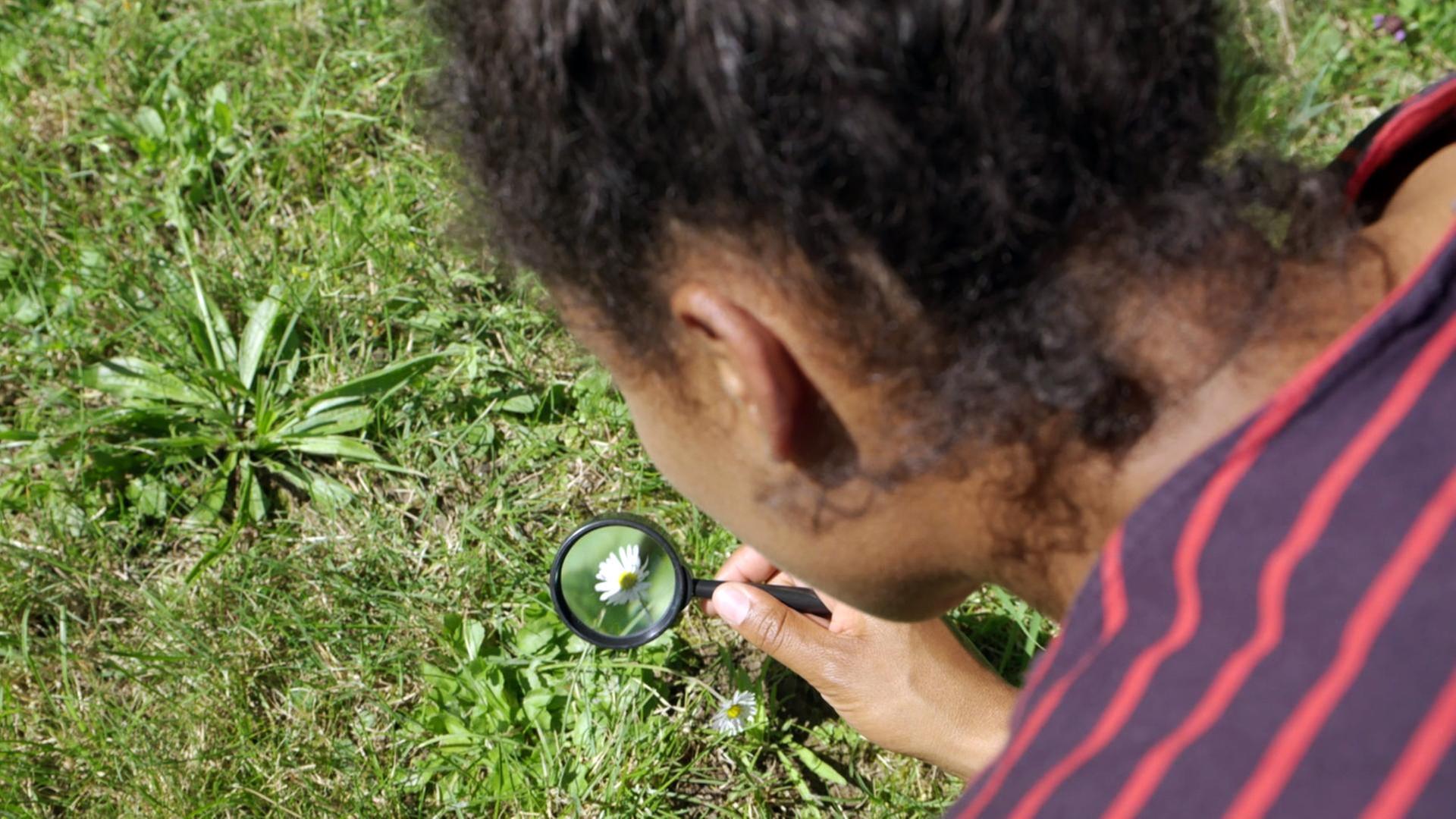 G wie Gänseblümchen