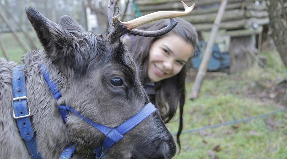 Hat das Rentier eine rote Nase?