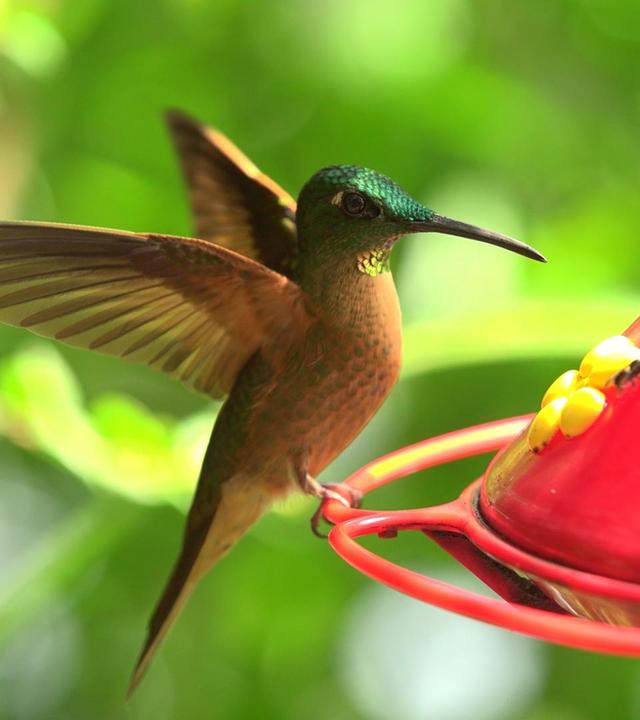 Kolibris · die Meisterflieger