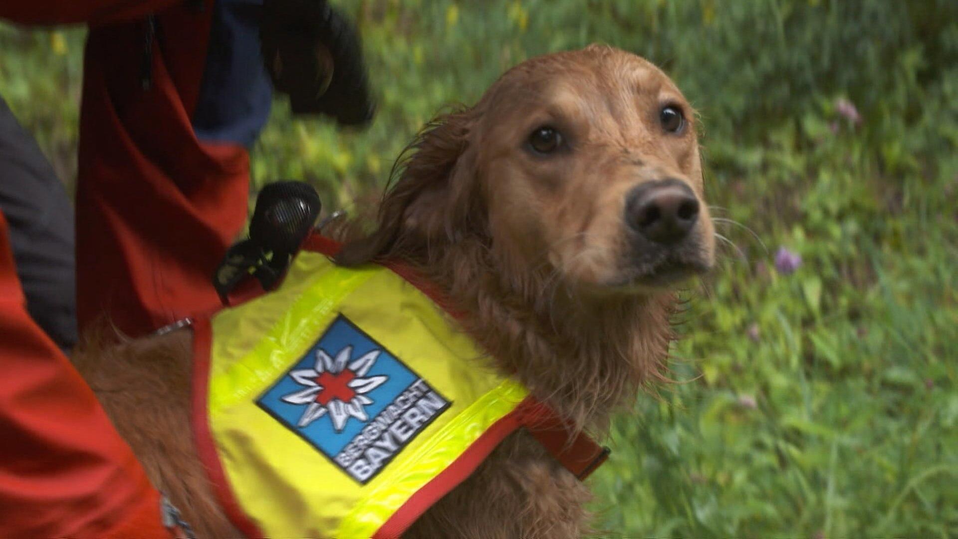 MausSpezial: Rettungshündin Chilli wird ausgebildet