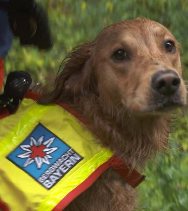 MausSpezial: Rettungshündin Chilli wird ausgebildet