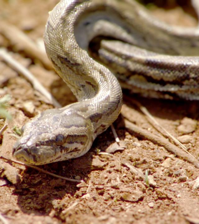 Oli in Afrika: Python