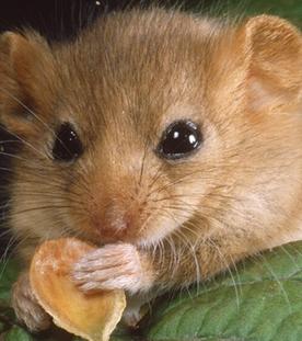 Schlaf gut, kleine Haselmaus