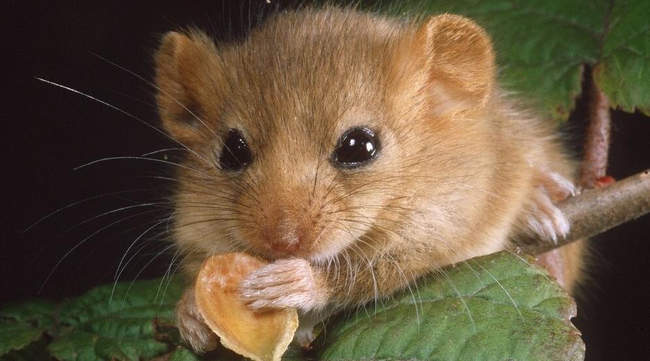 Schlaf gut, kleine Haselmaus