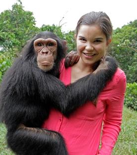 Schlau wie die Schimpansen