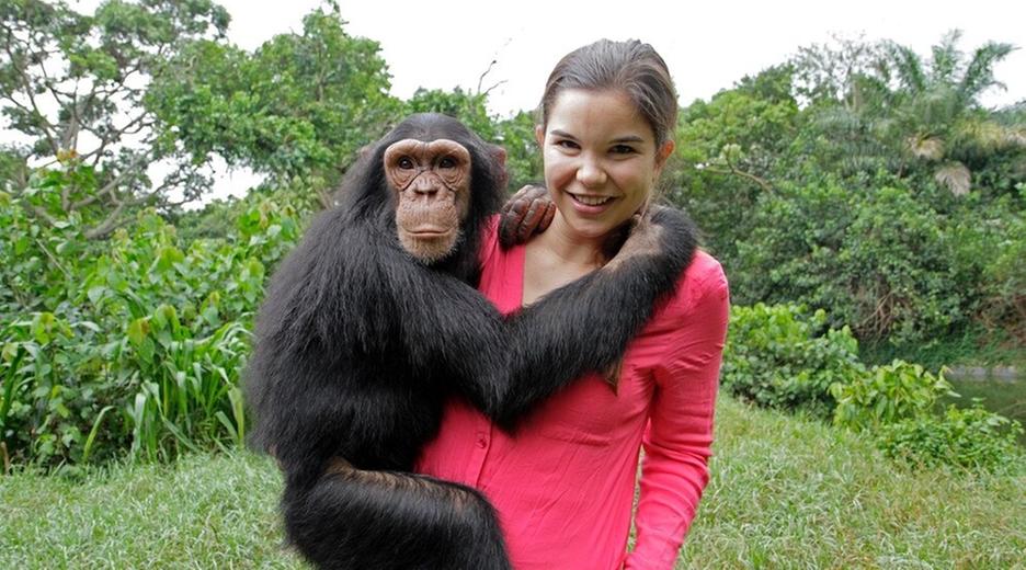 Schlau wie die Schimpansen