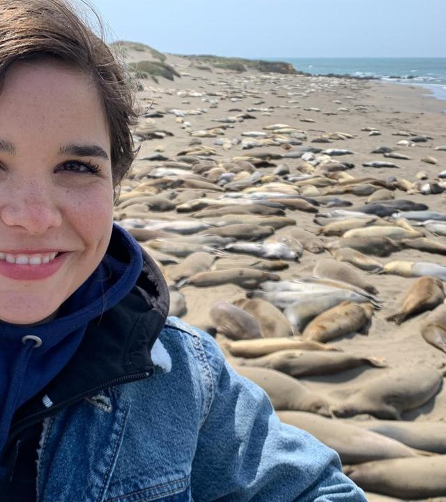 SOS bei den See-Elefanten