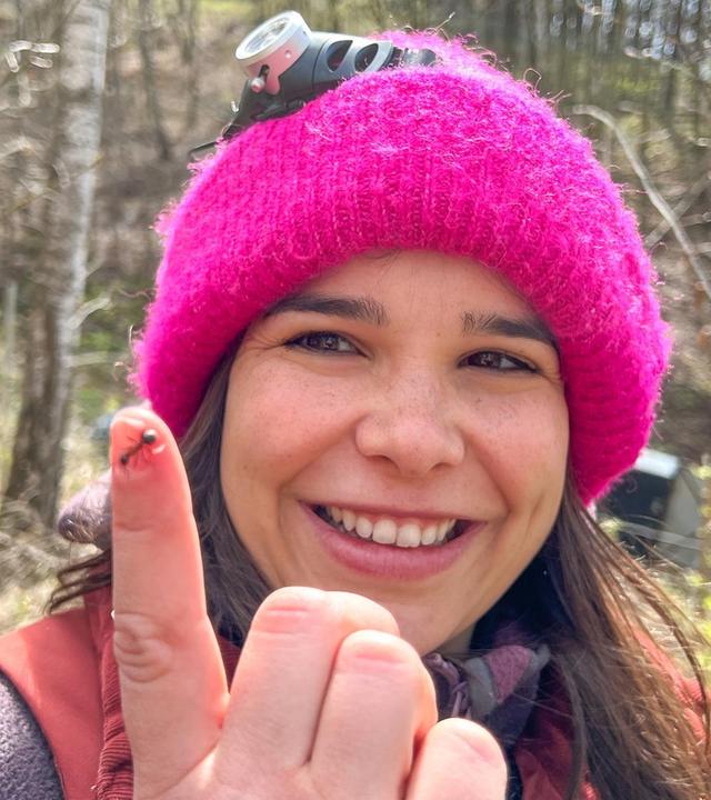 Umzug der wuseligen Waldameisen