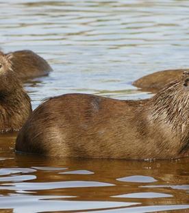 Warum bellt das Wasserschwein?