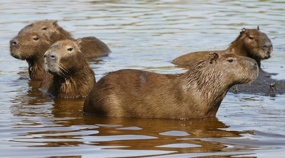 Warum bellt das Wasserschwein?