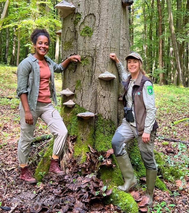 Was versteckt sich im Buchenwald?