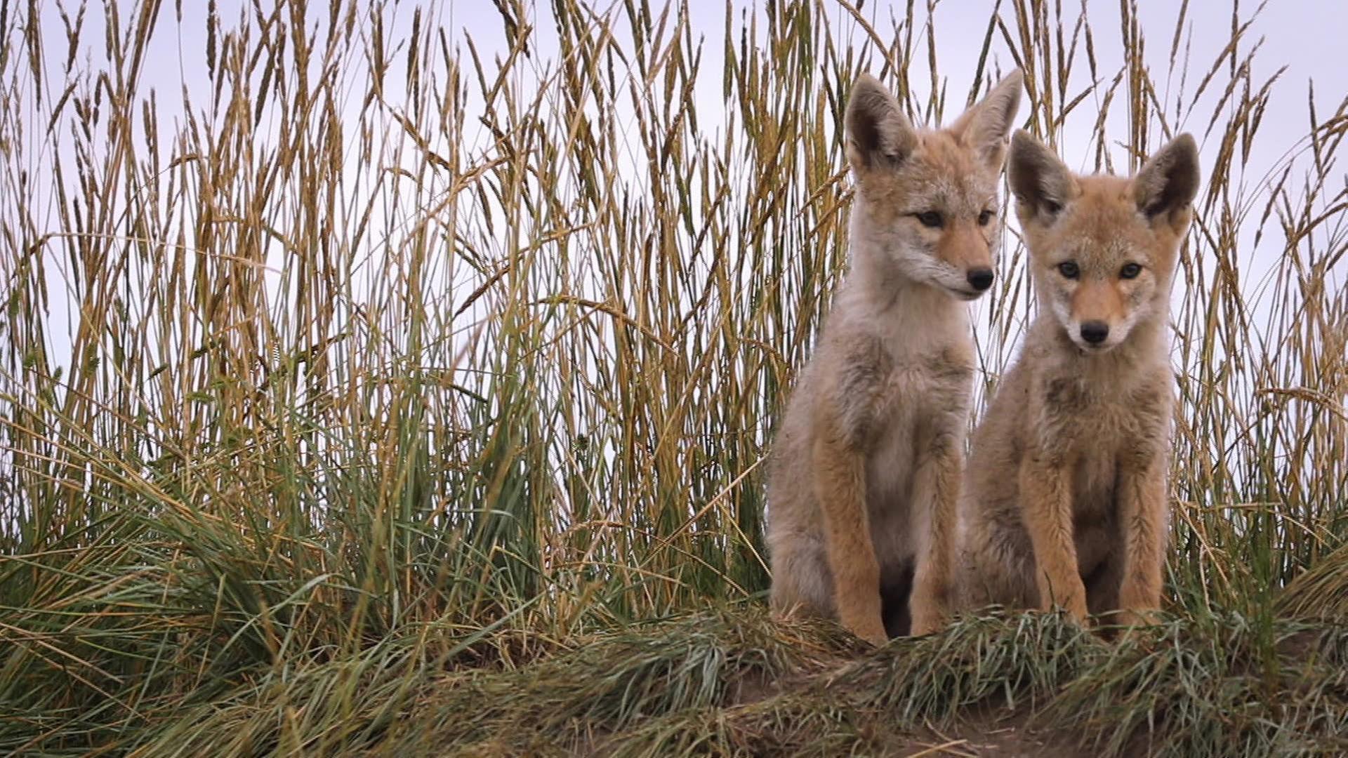 Wie heult der Kojote?