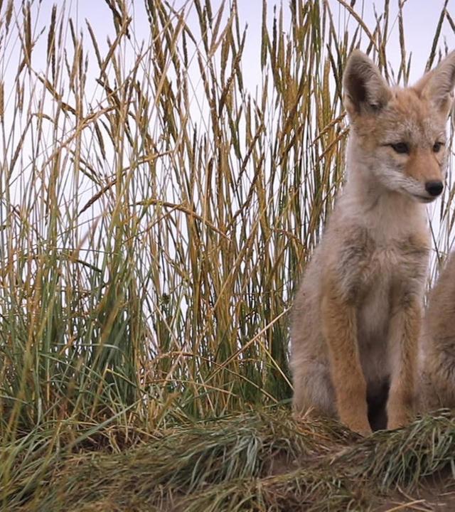 Wie heult der Kojote?