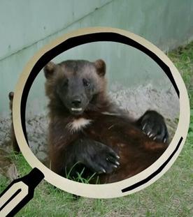 Wie viel frisst der Vielfraß?