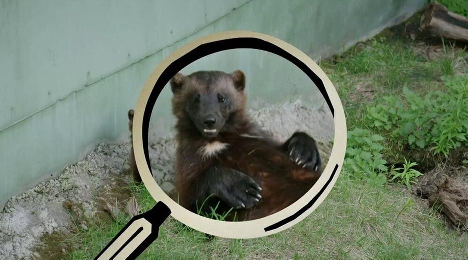 Wie viel frisst der Vielfraß?