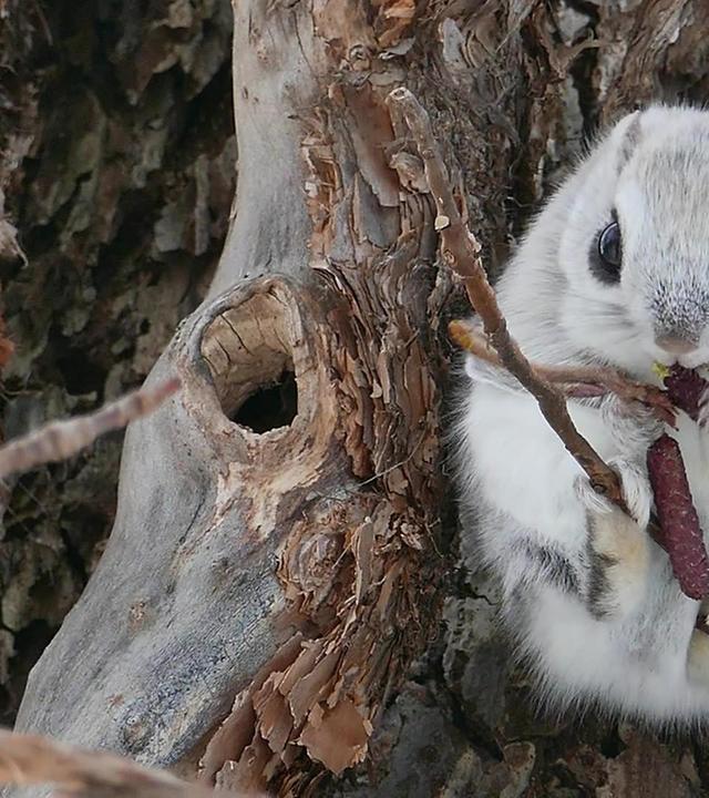 Wo versteckt sich das Gleithörnchen?