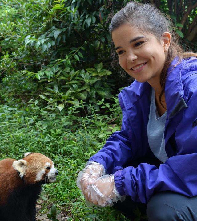 Wo versteckt sich der Rote Panda?