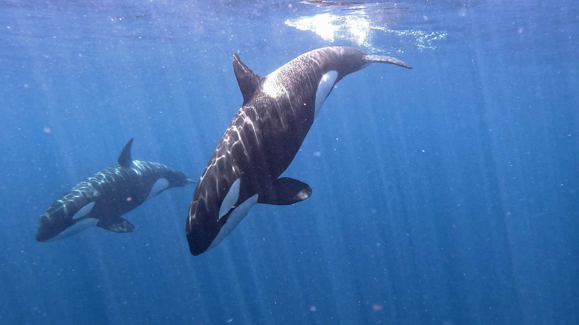 Re: Aufstand der Orcas?