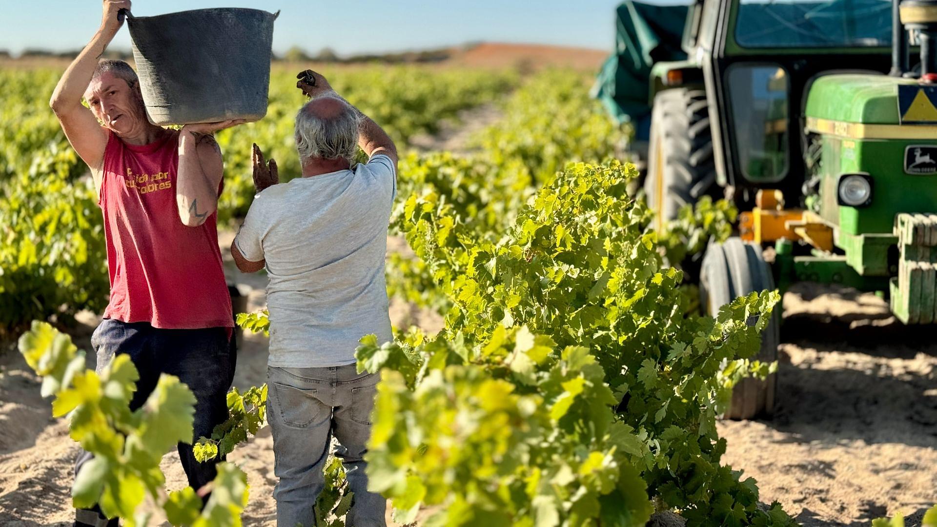 Re: Rettet alkoholfreier Wein die Winzer?
