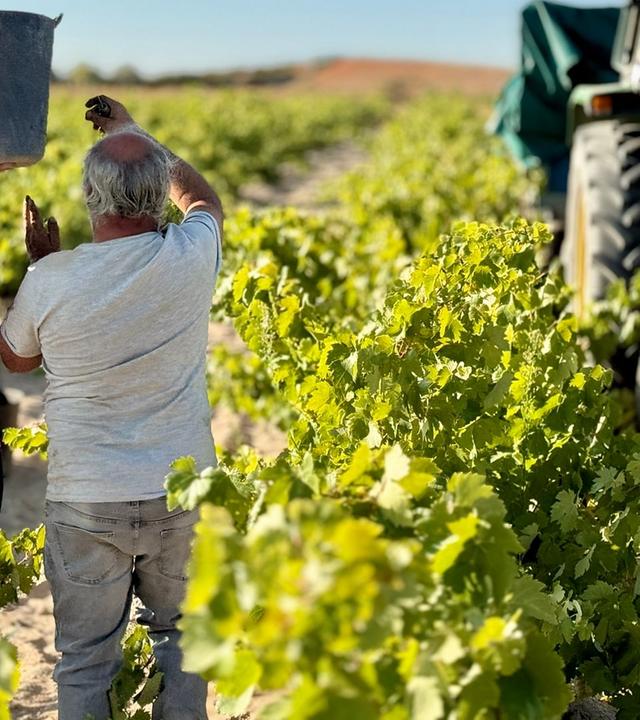 Re: Rettet alkoholfreier Wein die Winzer?
