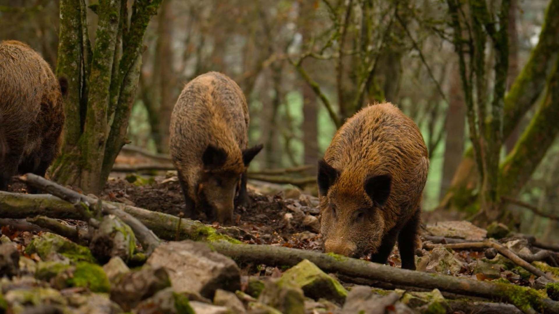 Re: Zu viele Wildschweine in Belgien?