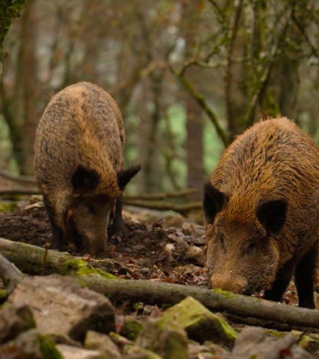 Re: Zu viele Wildschweine in Belgien?