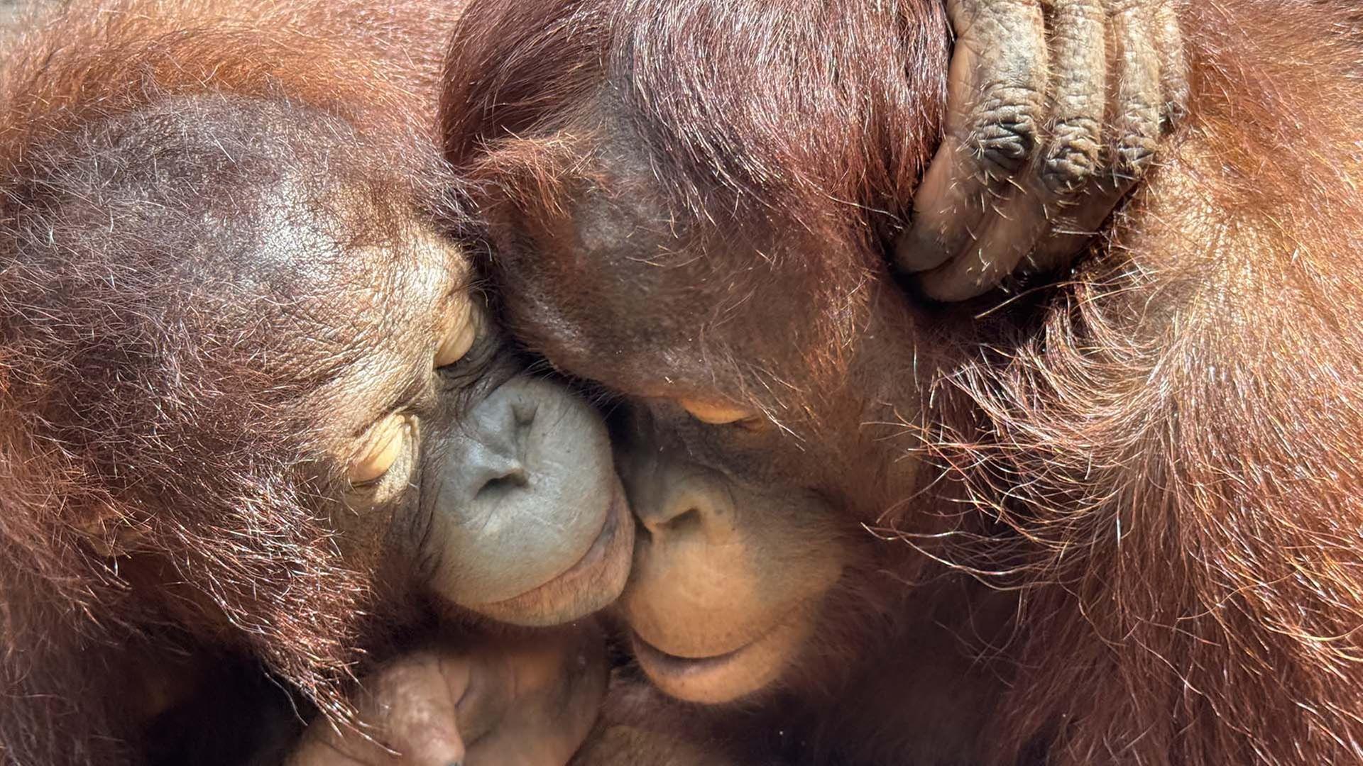 360 Reportage - Borneo, wo junge Orang-Utans leben lernen
