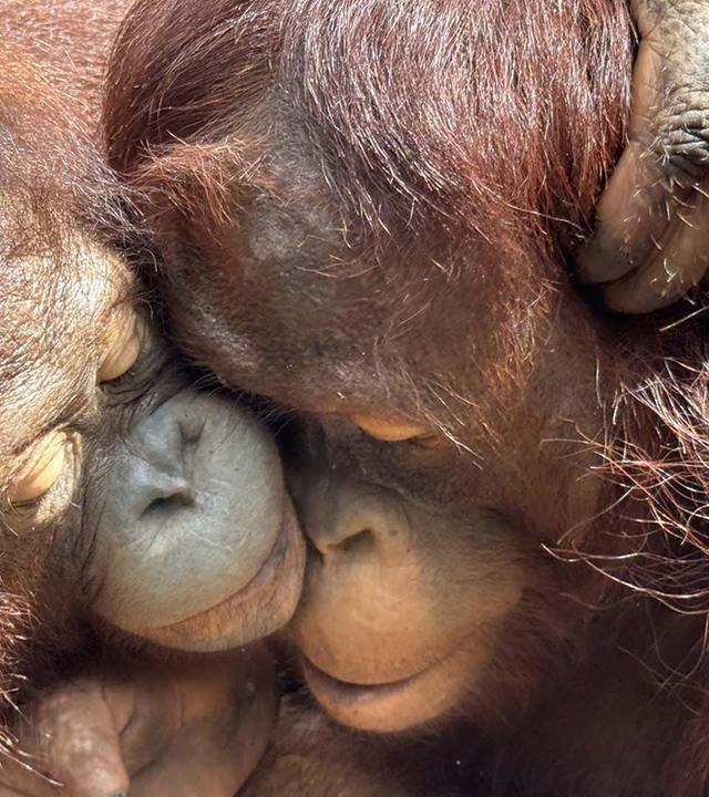 360 Reportage - Borneo, wo junge Orang-Utans leben lernen